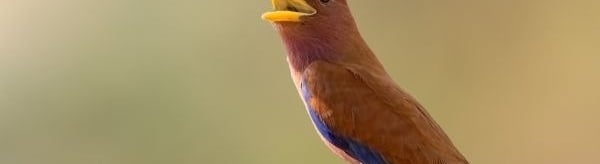 Broad-billed Roller perched on a branch | Birding Adventures Gambia