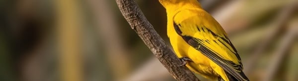African Golden Oriole with bright plumage | Birding Adventures Gambia
