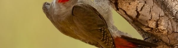 Fine-spotted Woodpecker on a tree trunk | Birding Adventures Gambia