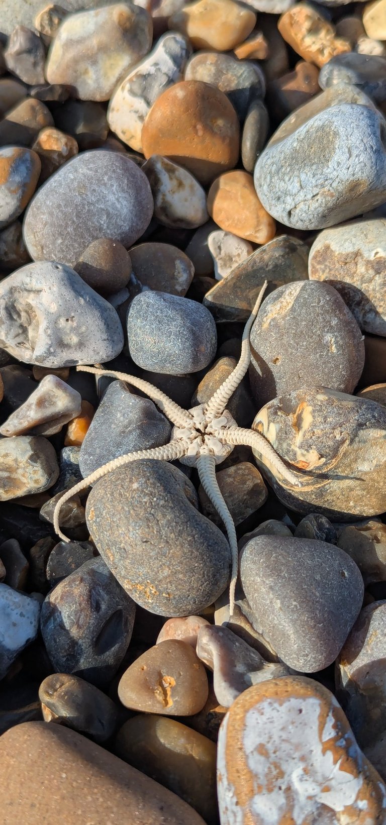 Brittle star starfish, found on the beach in Suffolk, nestling among pebbles of different colours.