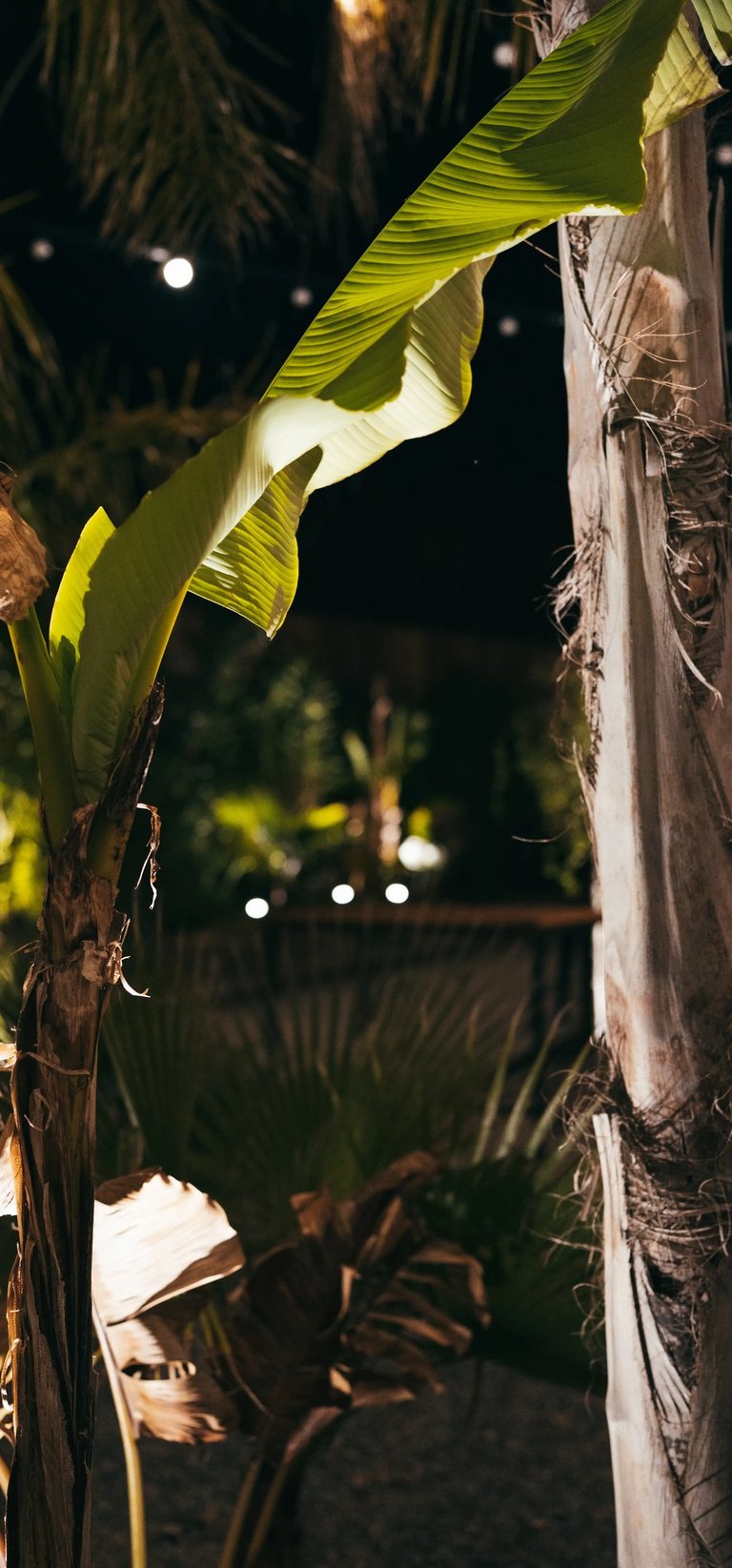 Plantes au jardin du Restaurant et bar Les Jardins de Beo à Canet-en-Roussillon