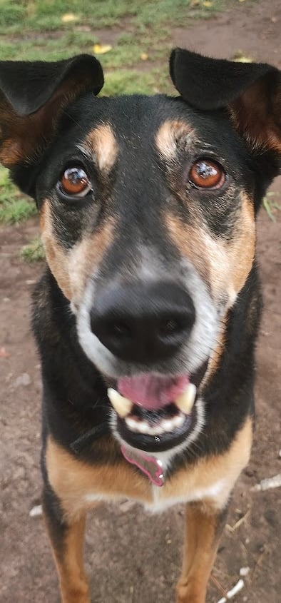 a dog is standing in the dirt