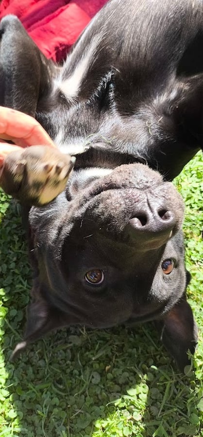 a dog is laying on the grass and a person is petting it