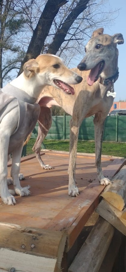 two dogs are standing on a wooden platform