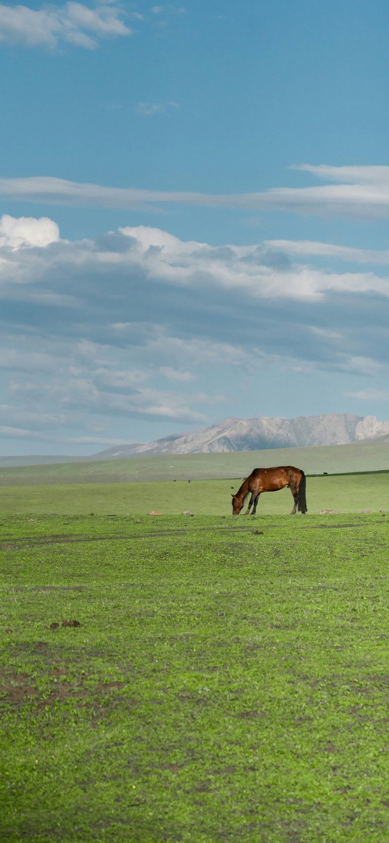 a horse grazing in a field by JuniperPhoton