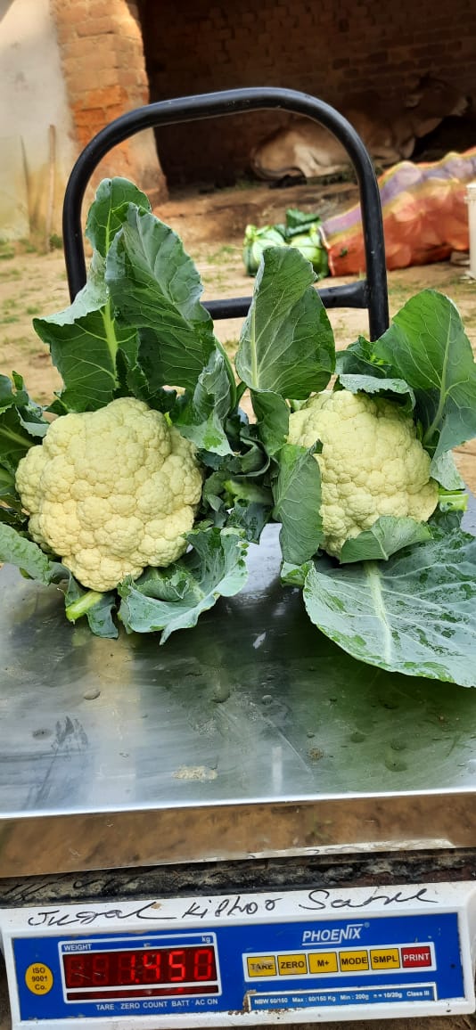 Two fresh white NXG cauliflower heads with green leaves on a digital weighing scale outdoors.