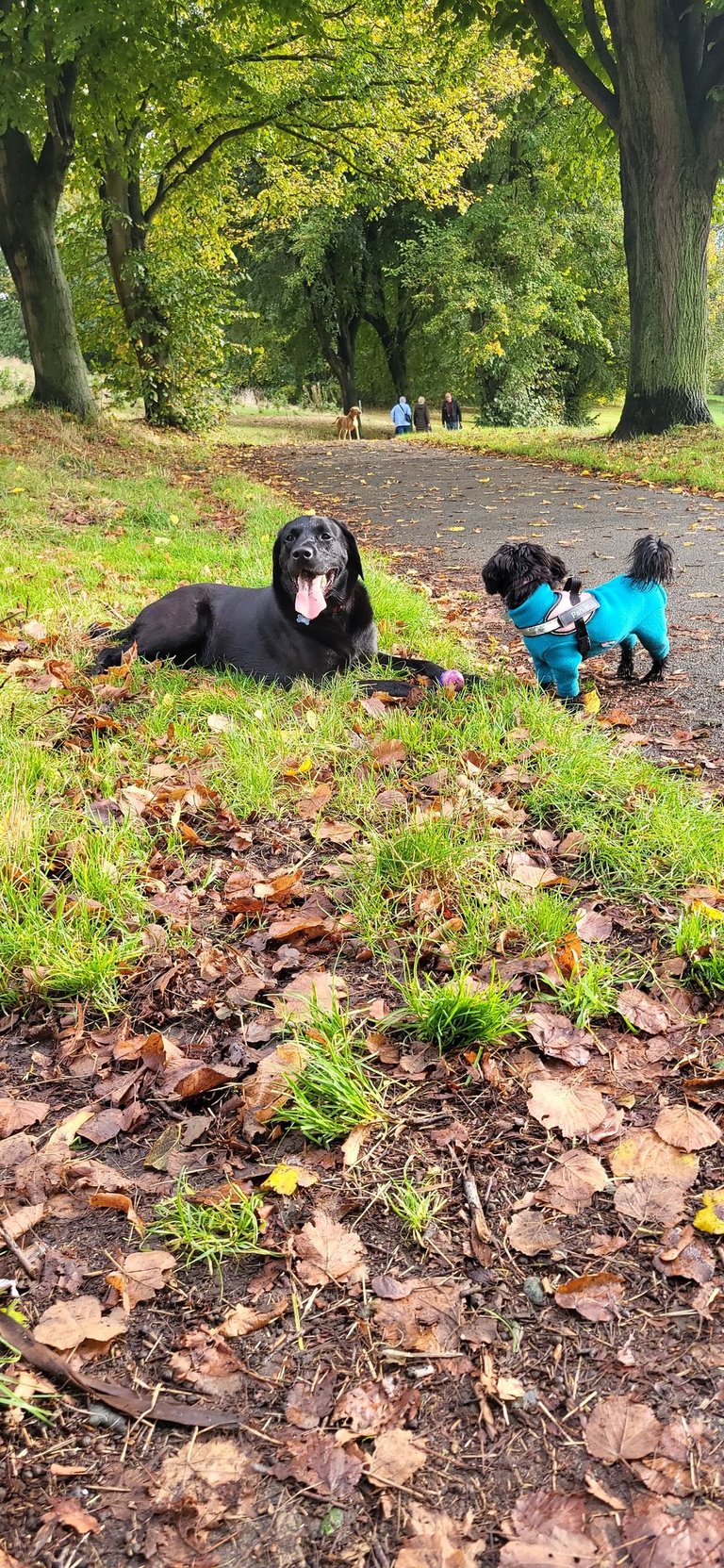 Home Dog Boarding Leeds