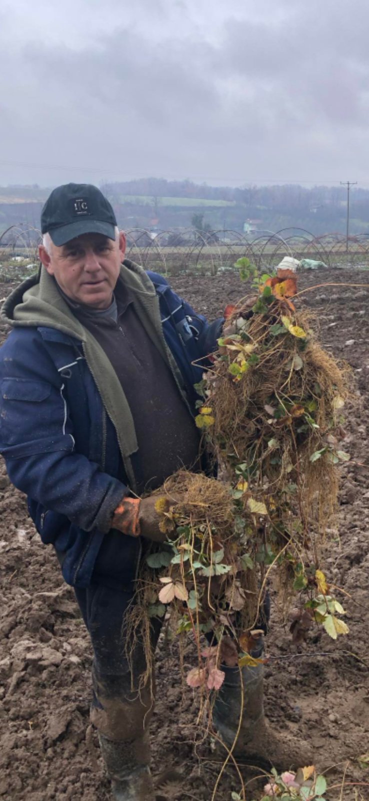 Poljoprivrednik drži veliki svežanj sadnica jagoda s golim korijenjem za presađivanje 
