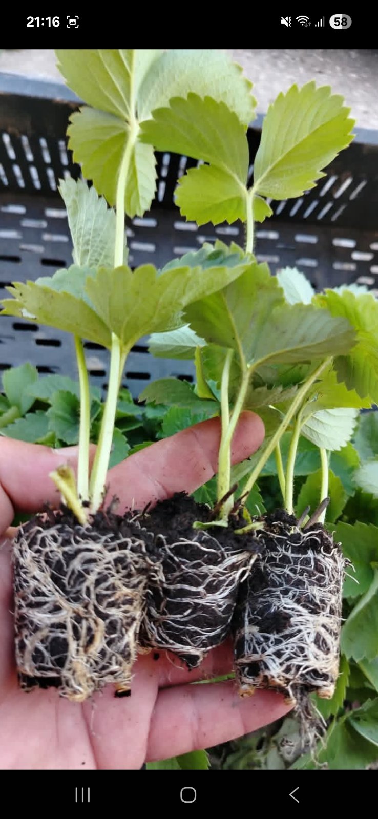 Ruka drži zdrave sadnice jagode s vidljivim bijelim korijenovim sistemom, spremne za vrtlarstvo i sa