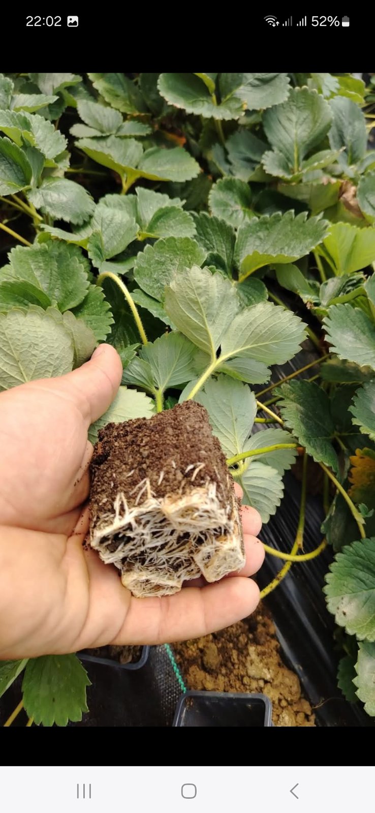 Baštovan drži zdravu sadnicu jagode koja pokazuje snažan razvoj bijelog korijena u zemlji