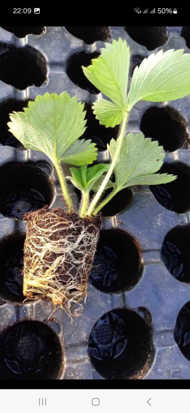 Mlada sadnica jagode sa zdravim bijelim korijenovim sistemom spremna za presađivanje u crnoj posudi 
