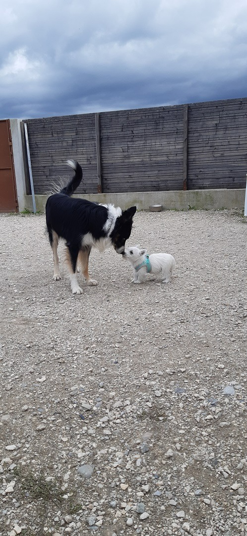 A black and white Border Collie sniffing a small white West Highland Terrier outdoors.