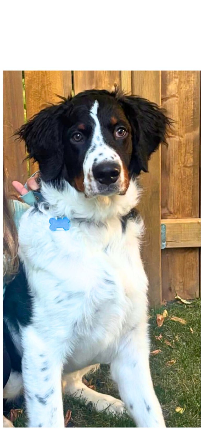 Un-Furnished Bernedoodle