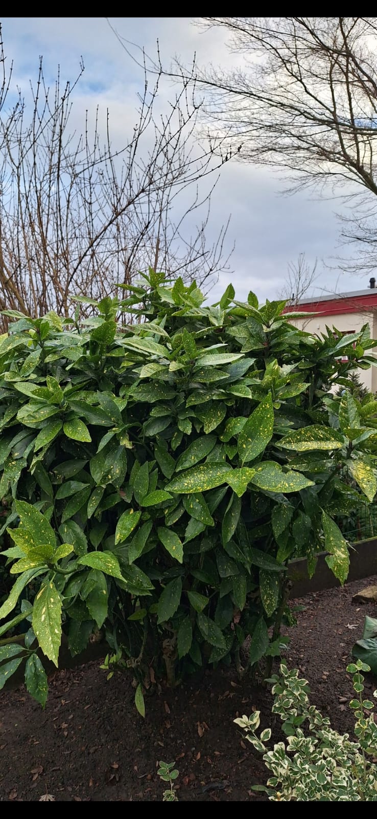 a big Aucuba bush with dark green leaves