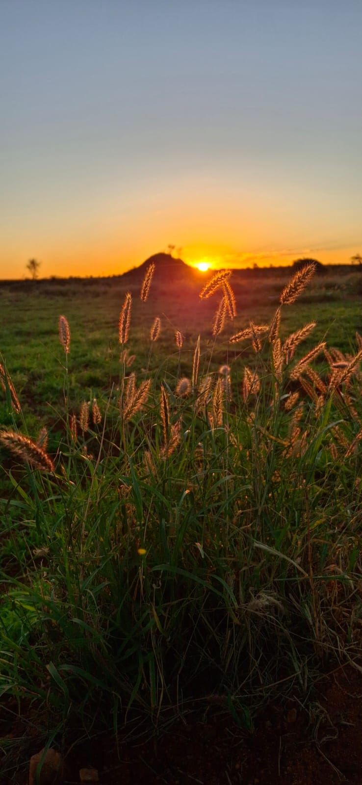 outback australia sunset bush desert vibes