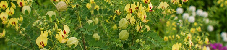 la plante Colutea Orientalis
