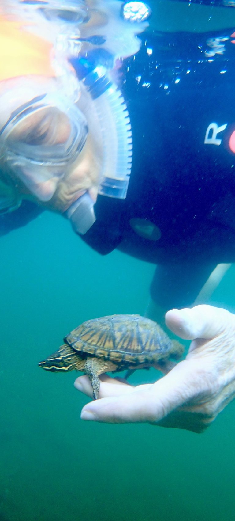 Susan Baur gently cradles a painted turtle as she snorkels.
