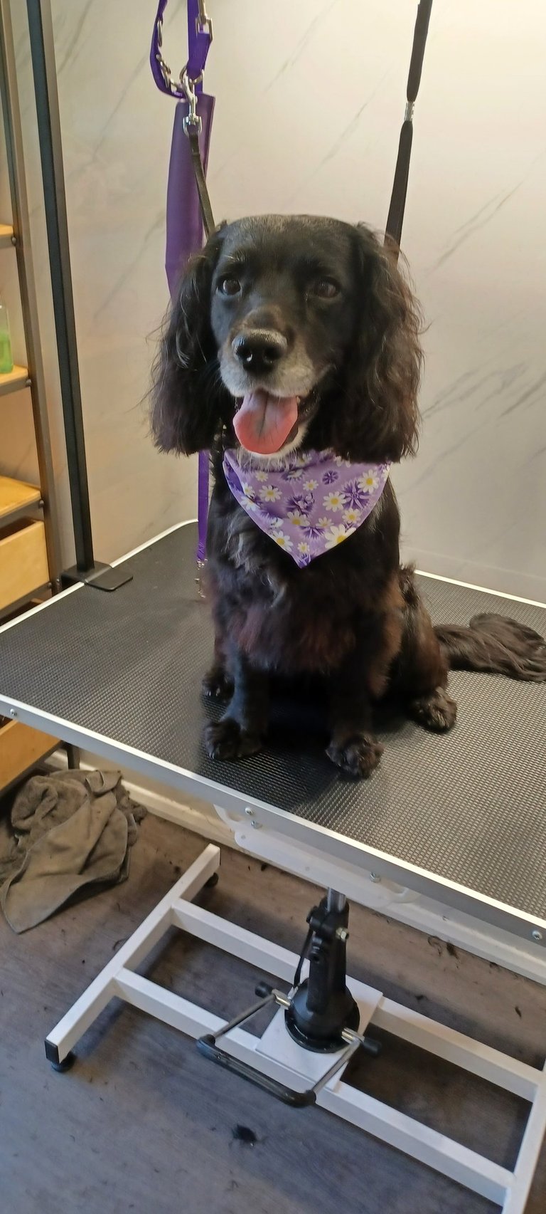 Cocker spaniel on a dog grooming table after being groomed.