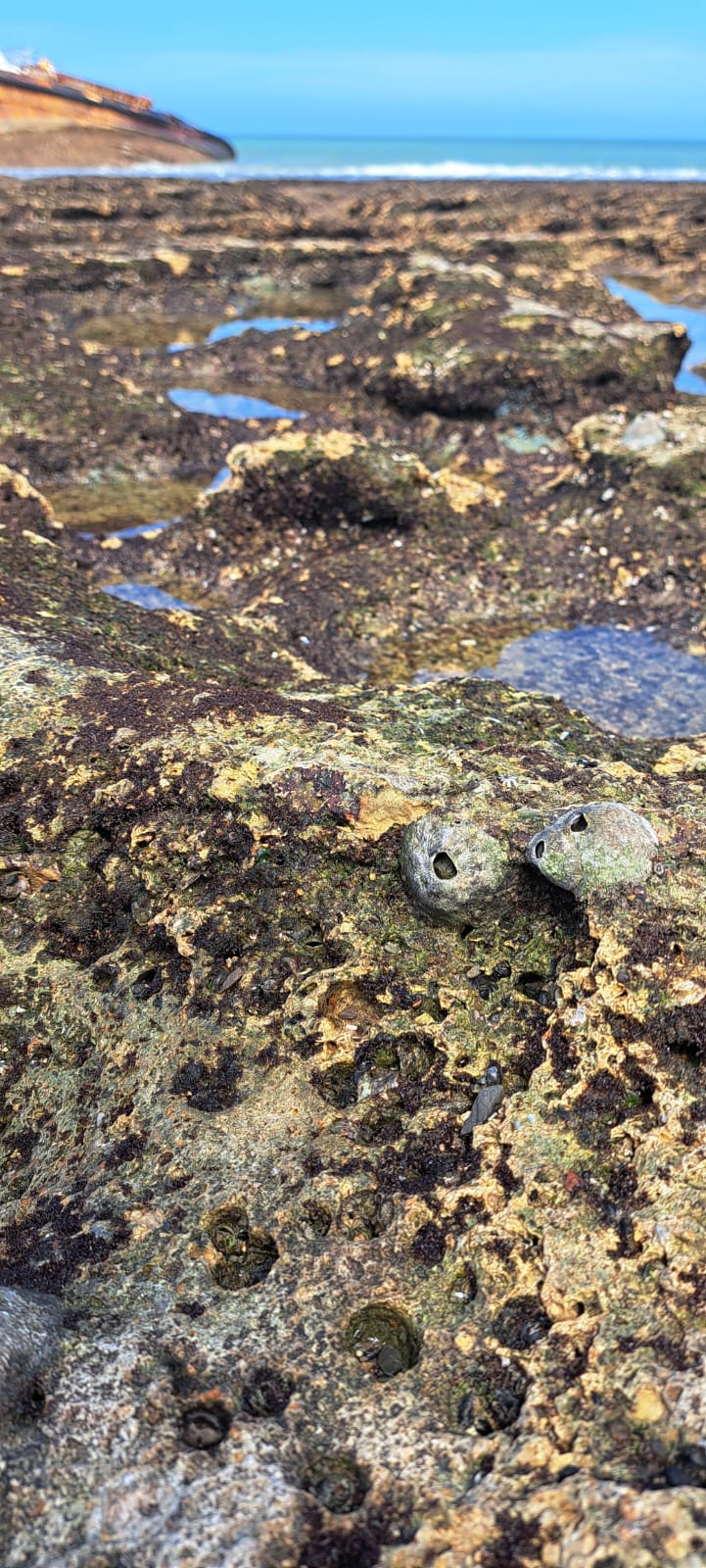 Barnacles on rocky reef
