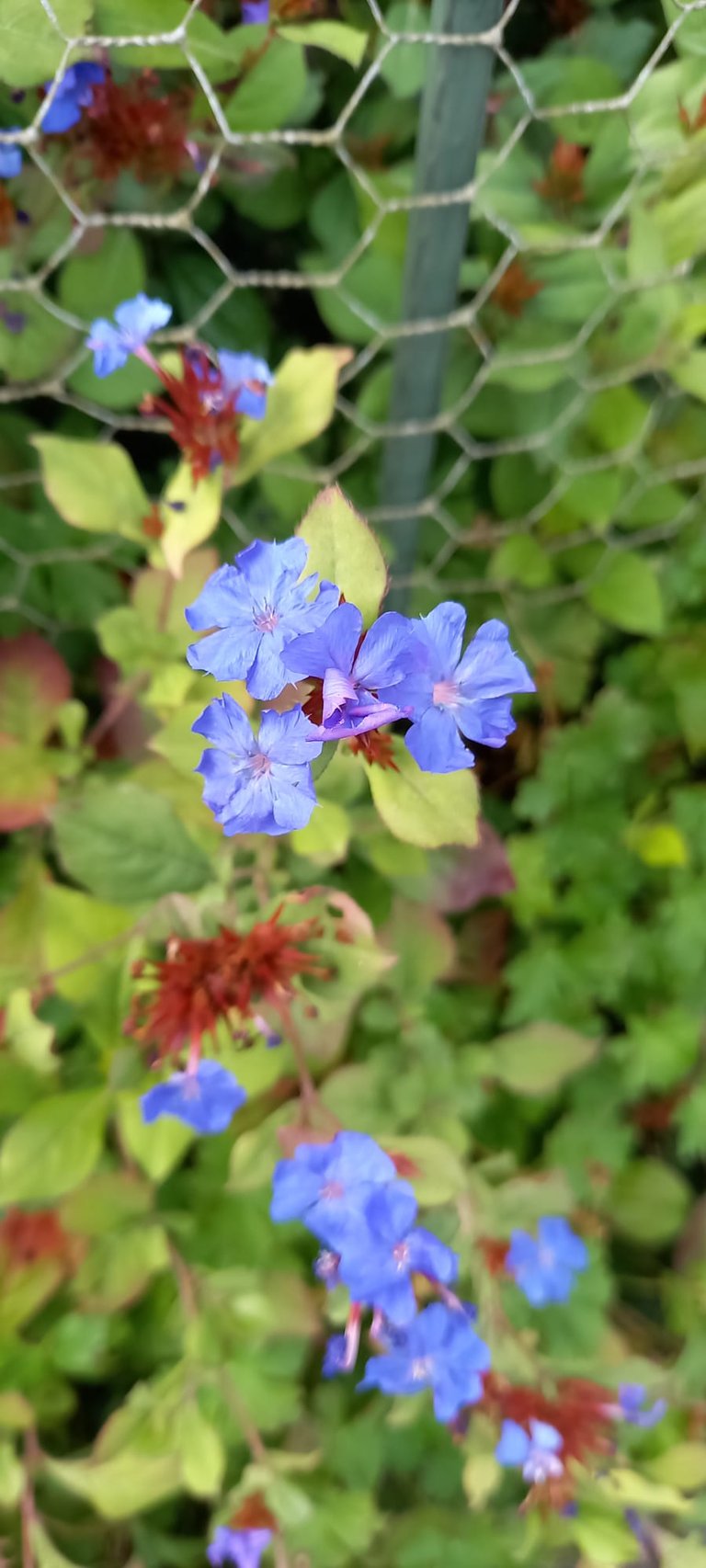 three Pulmonaria shade bush flowers colored blue