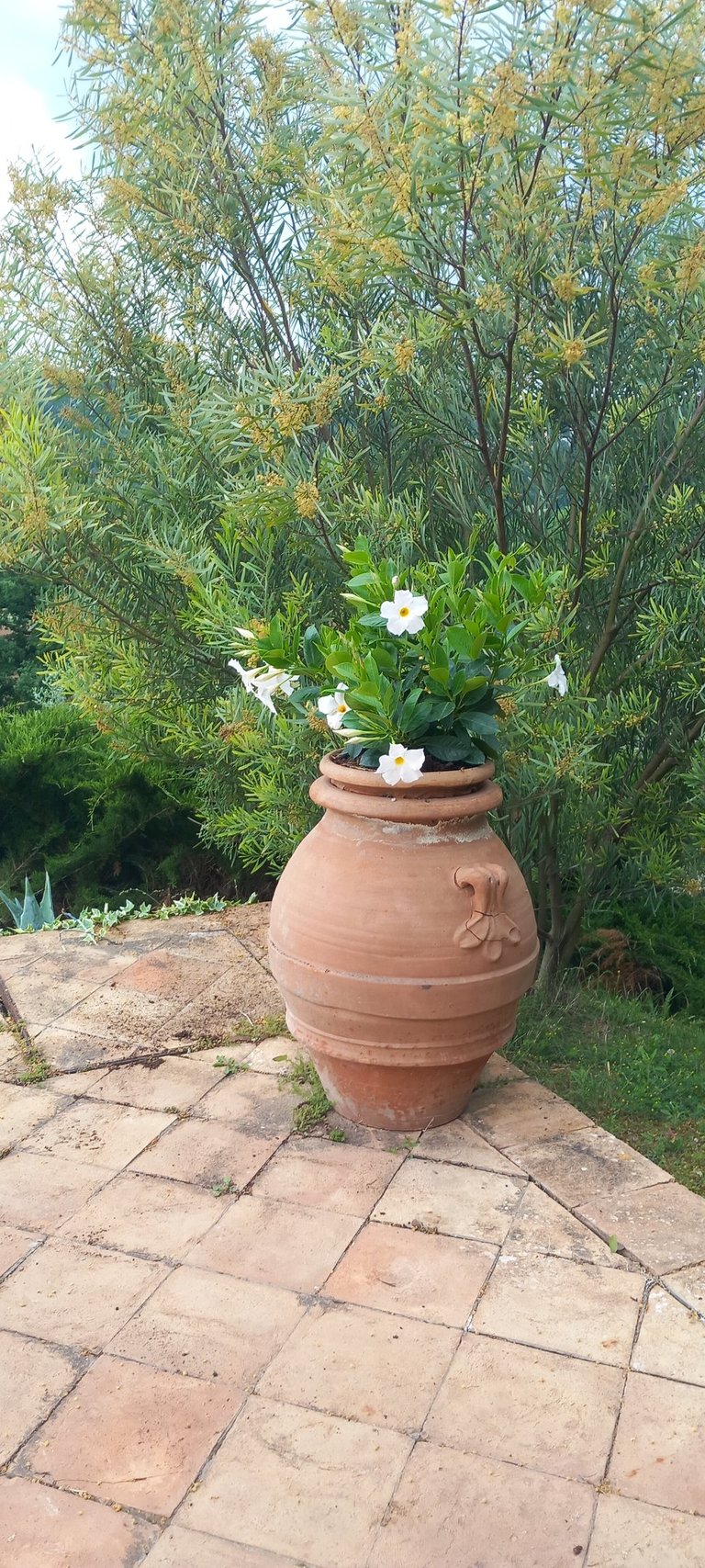 dipladenia