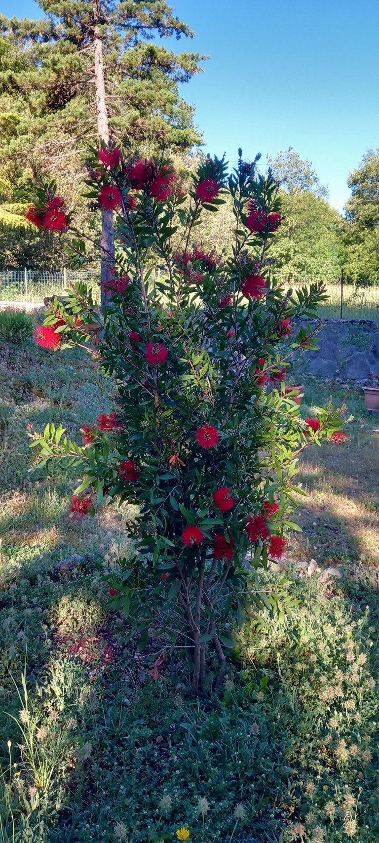 pennacchio carabiniere Callistemon scovolino giardinaggio umbria amelia terni 3792561403