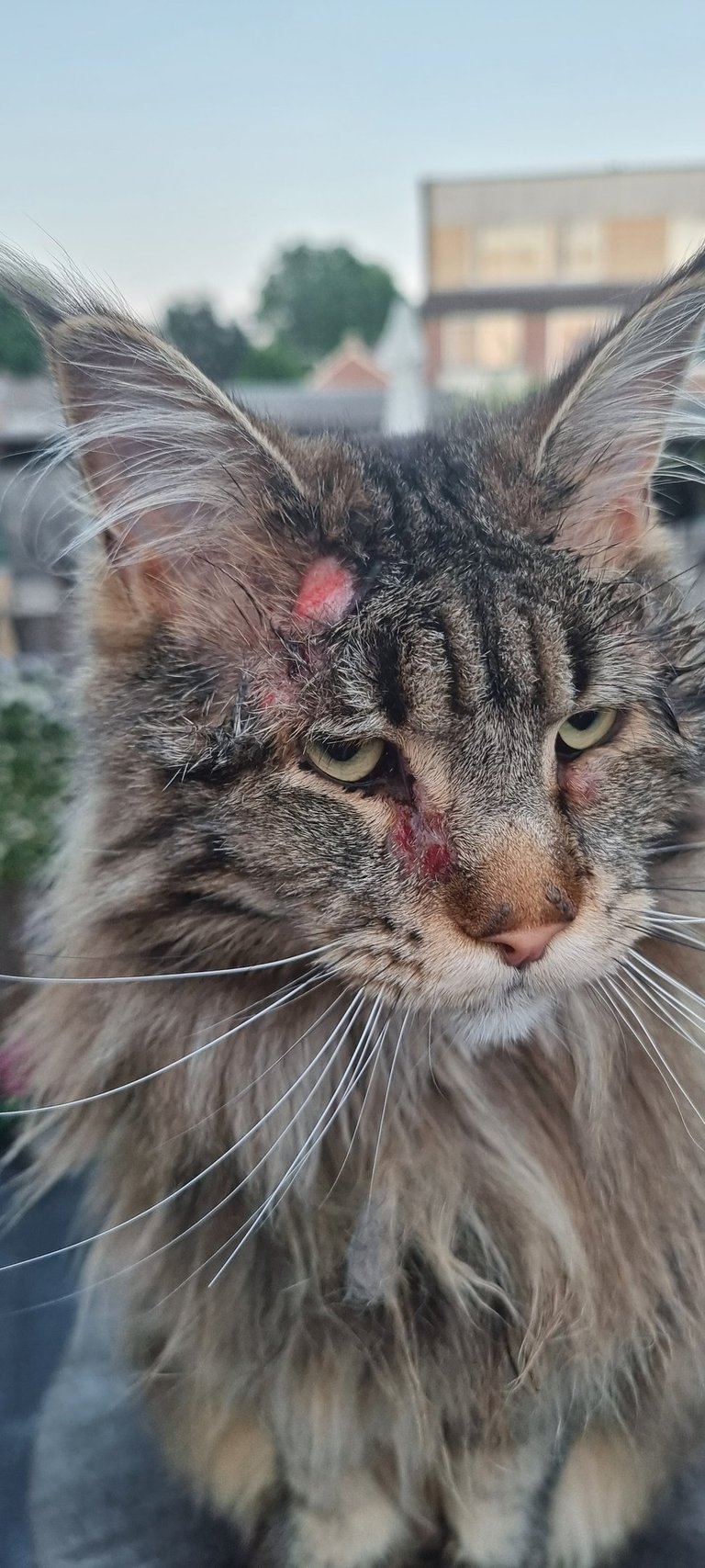 ziek huisdier zieke kat hond