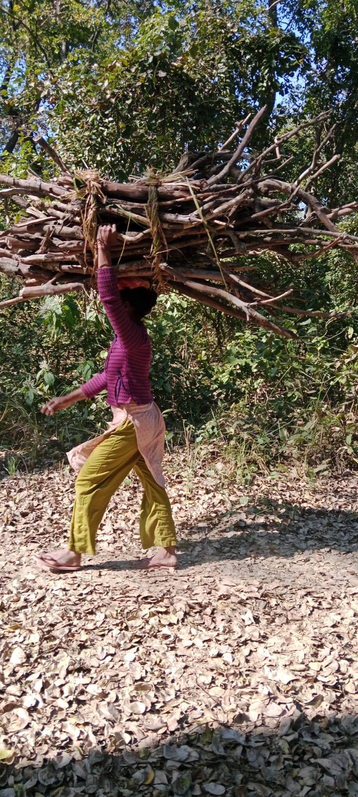 femmes ramenant le bois à la maison à Bardia