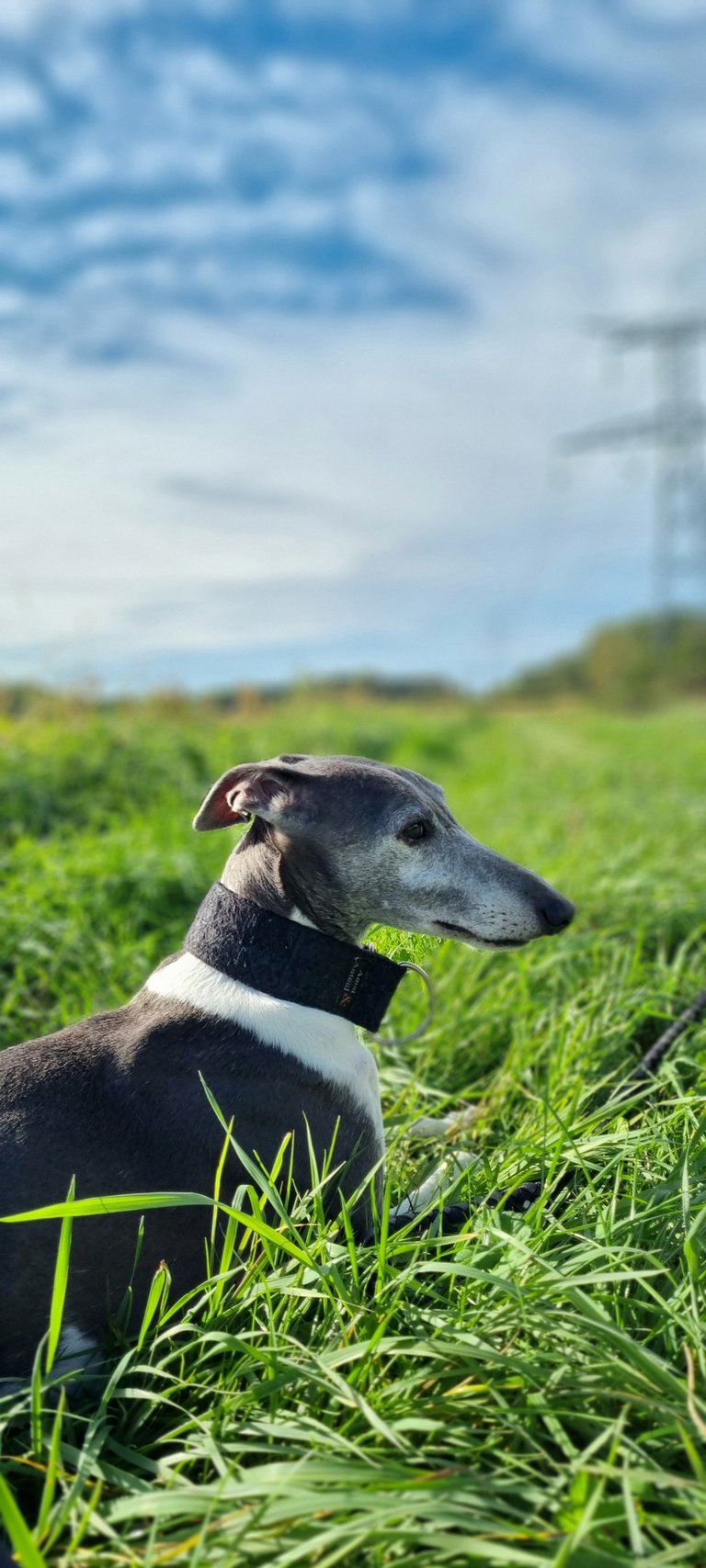 Whippet coucher dans l'herbe