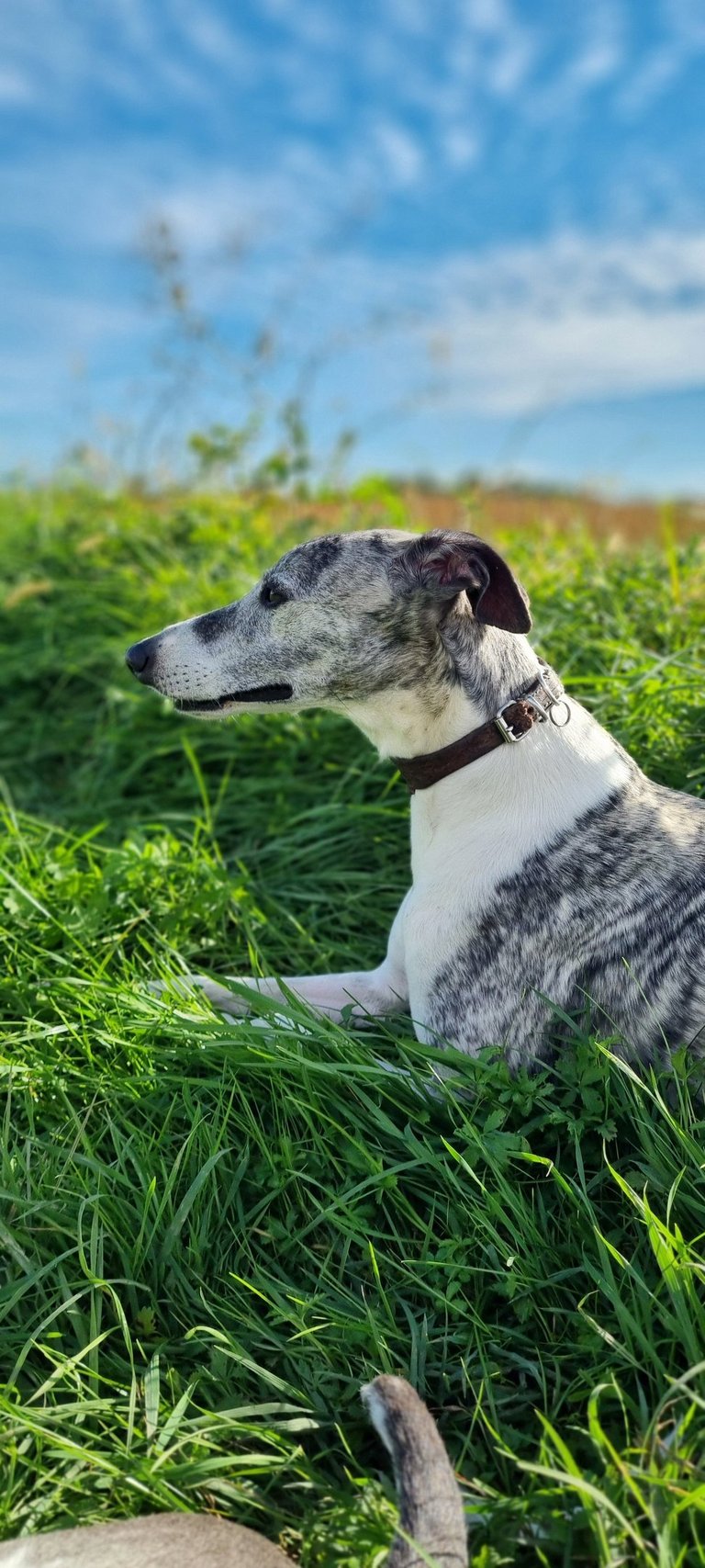 Lévrier whippet coucher dans l'herbe