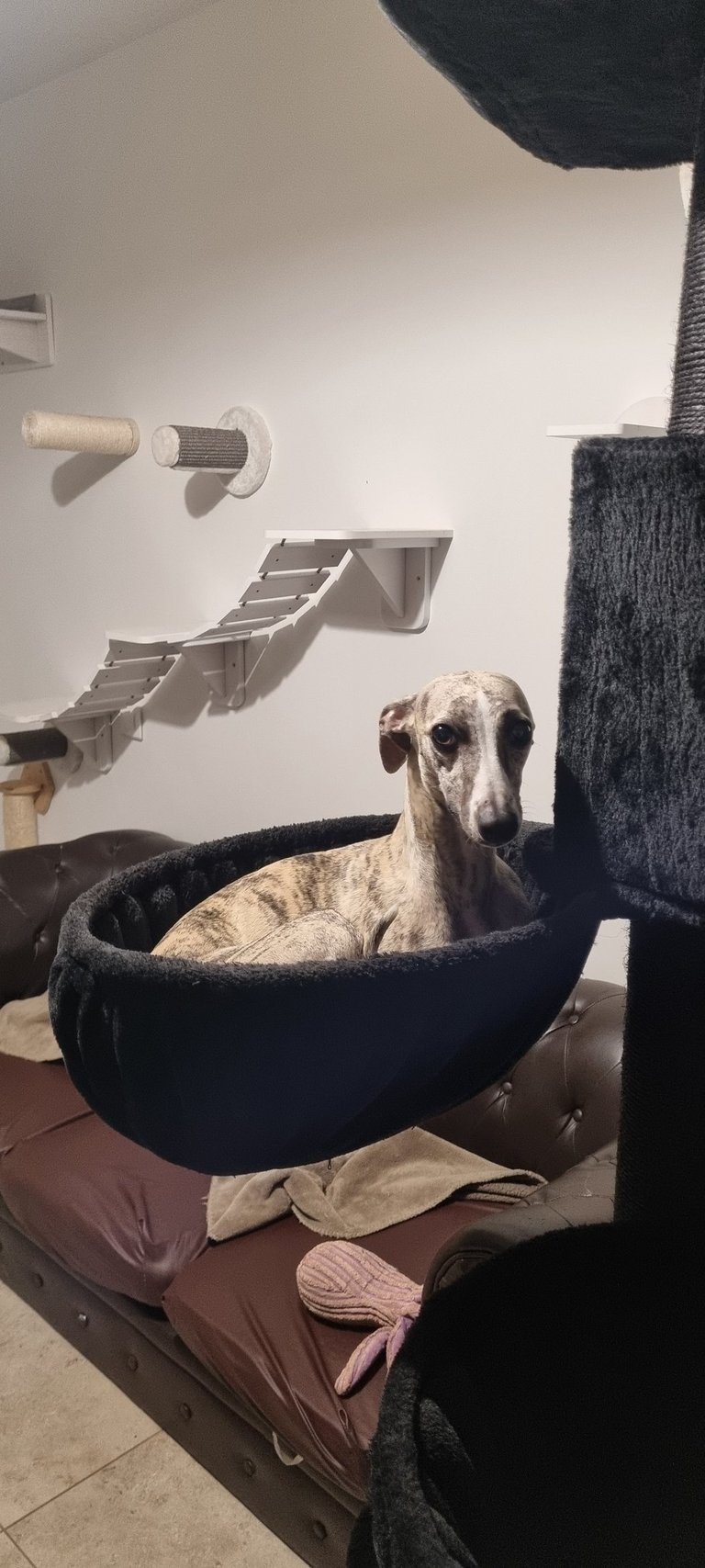 Whippet dans un arbre à chat