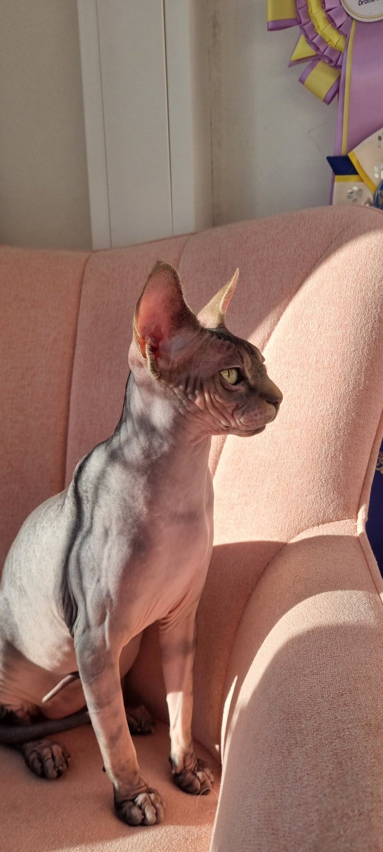 Sphynx sur un fauteuil 