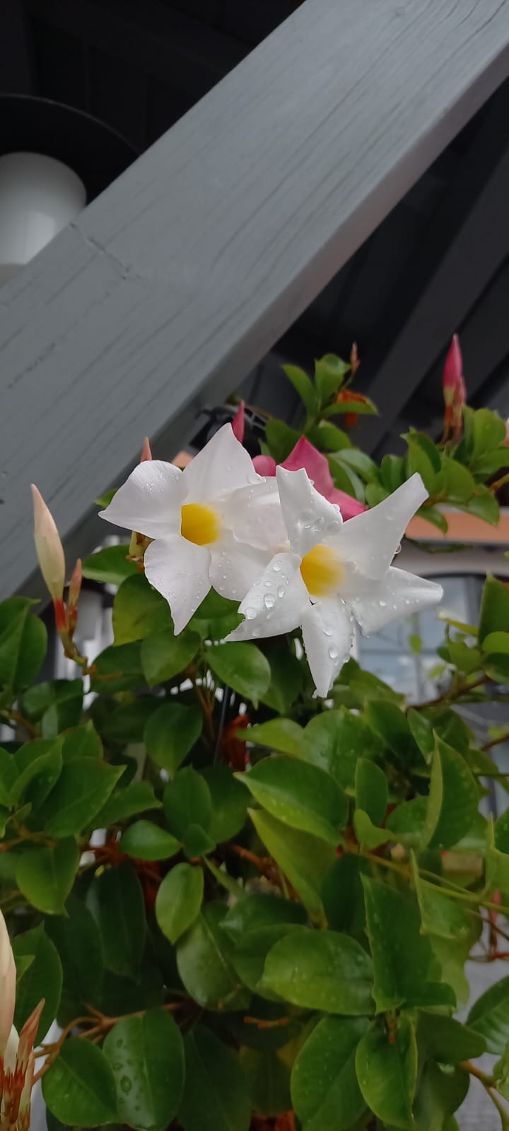 white Chilean-Jasmine flowers with yellow middle