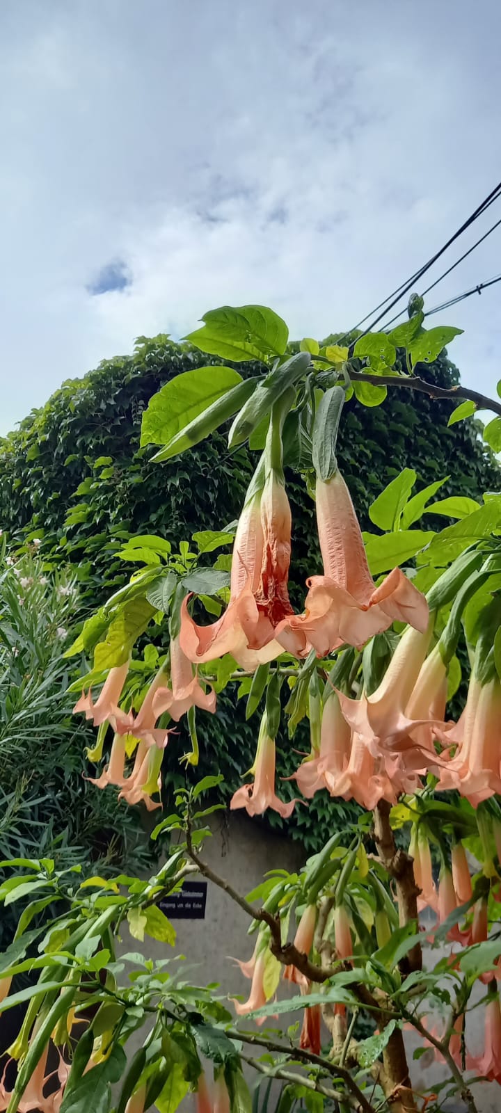 multiple flowering Angel's Trumpet plants from South America