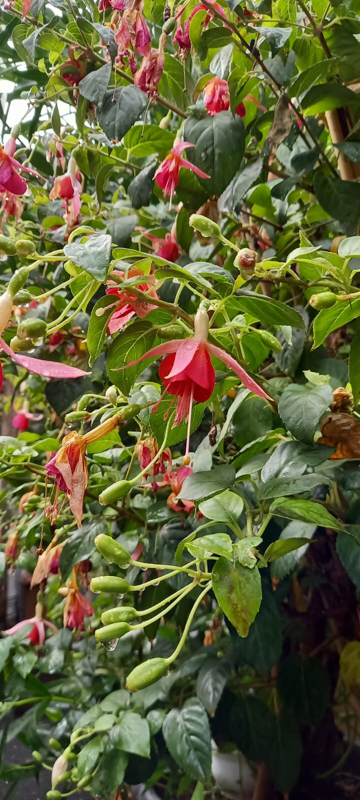 red Fuchsia flowers blooming on a green bush