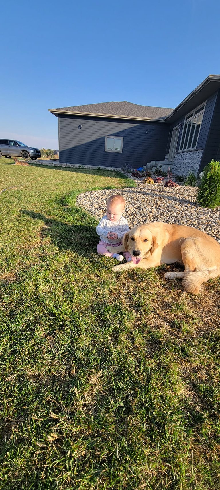calm and gentle golden retriever with a baby outside 