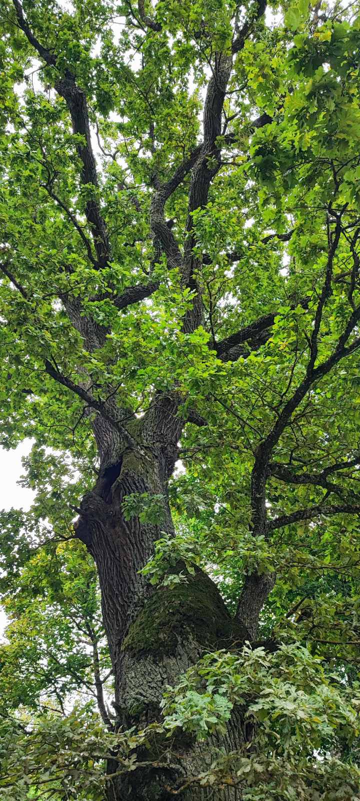 Grindų centras ąžuolinės