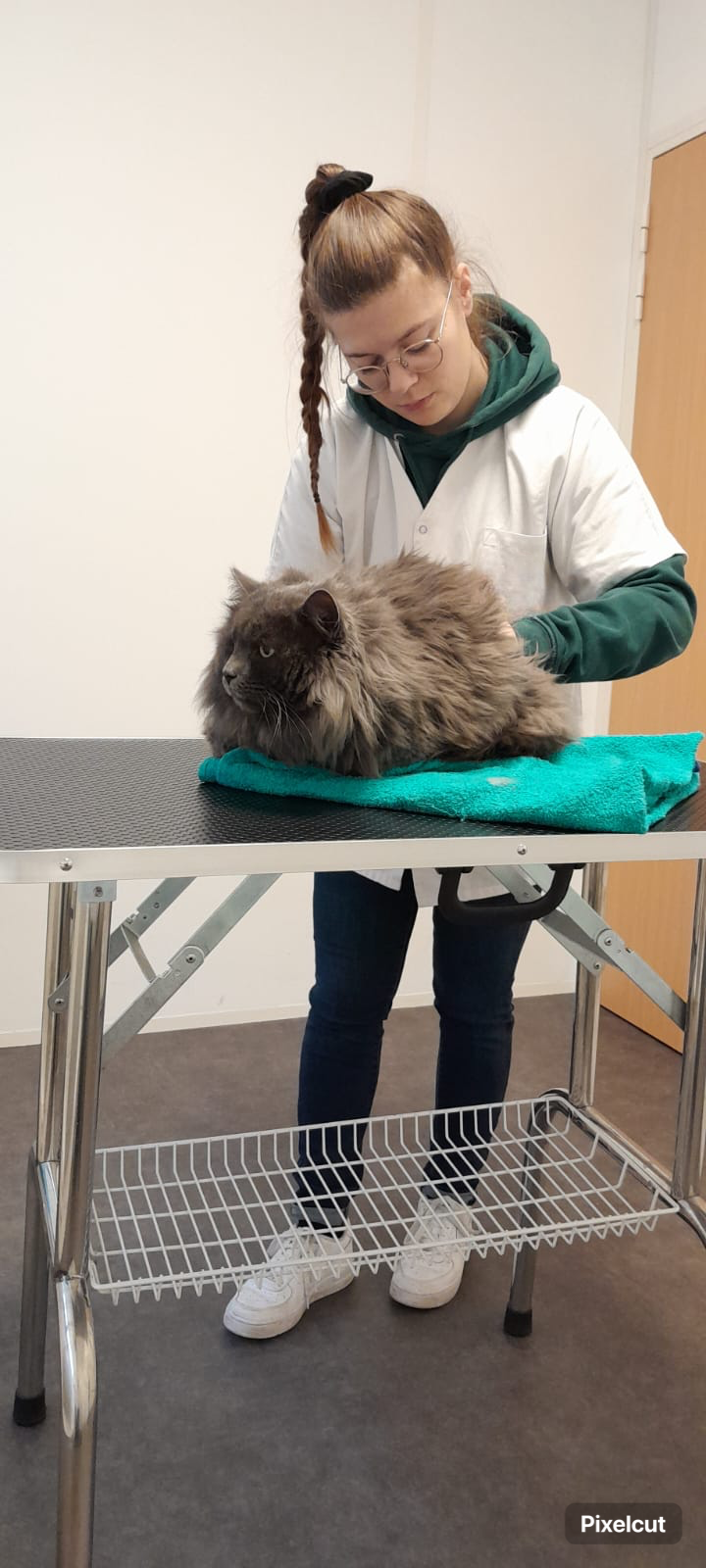 Ostéopathie animale chez le chat : accompagnement, bien être
