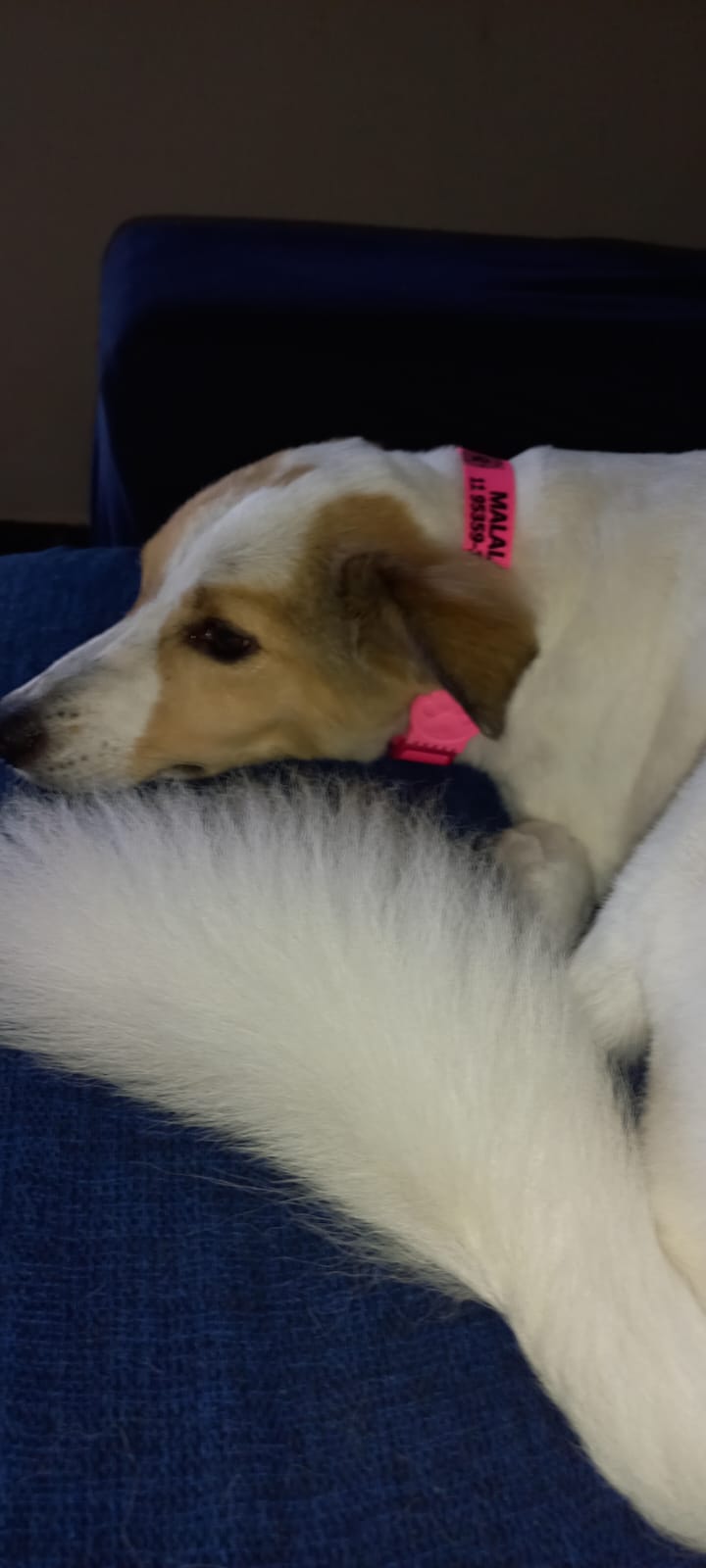 cachorro deitado usando a coleira