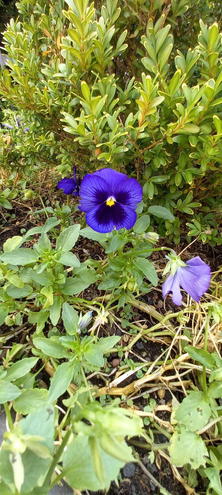 one purple-black Hybrid Violet flower