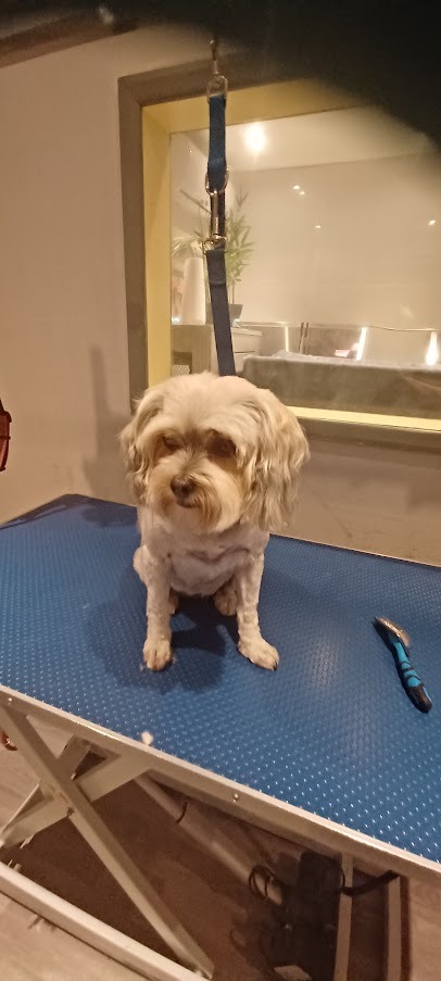 Yorkshire terrier x shiht tzu on a dog grooming table after being groomed.