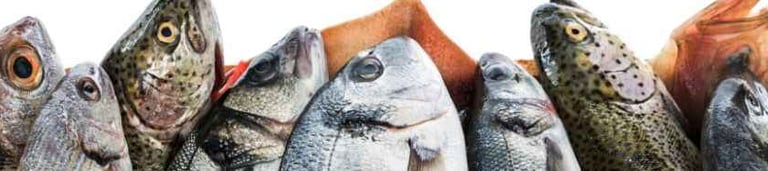 Produits de poisson pour chien