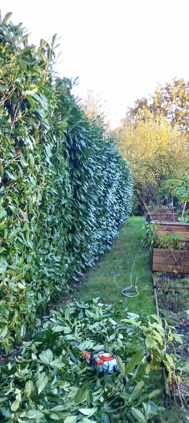 taille de haie nantes entretien jardin