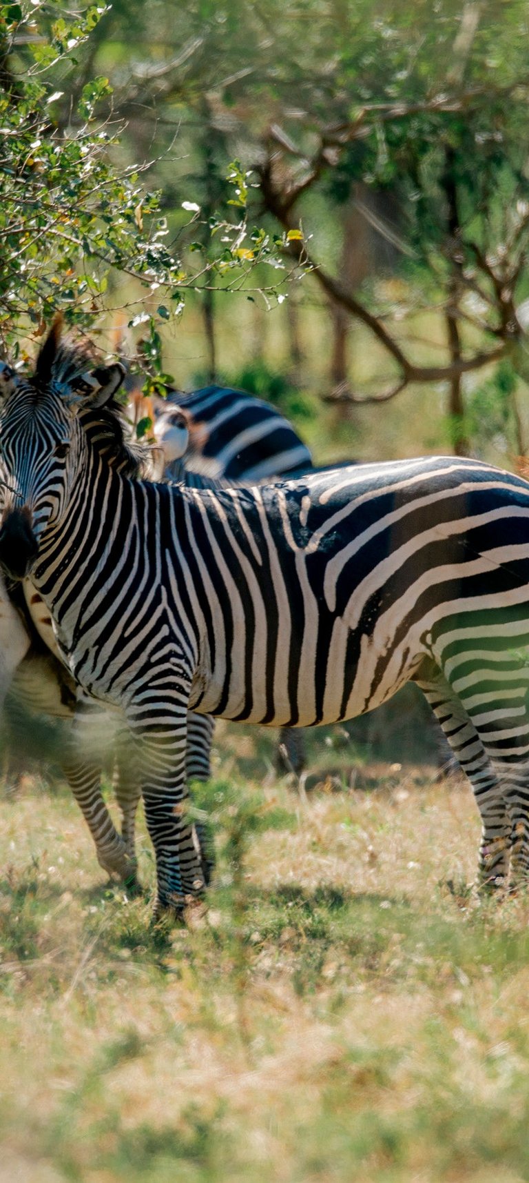 a group of zebras standing in the grass