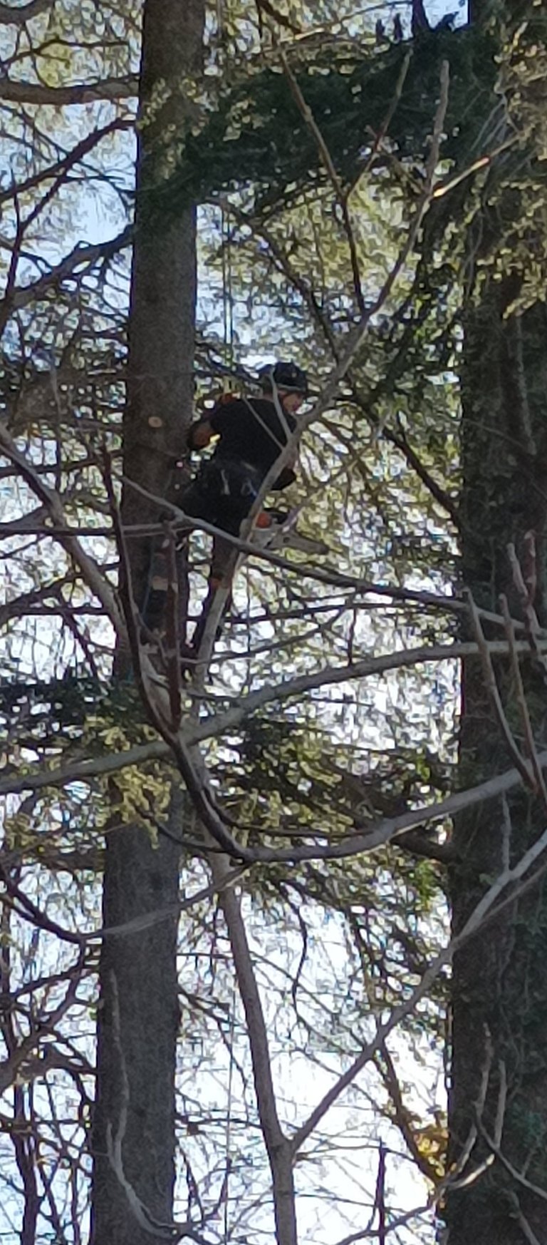 Trimming the branches