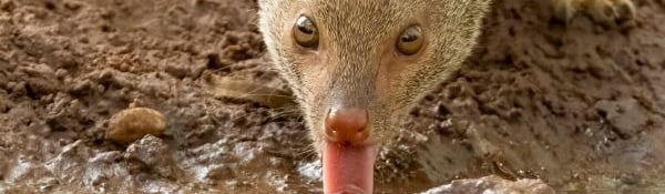 Dwergmangoest die drinkt uit een waterplas op een zanderige bodem.