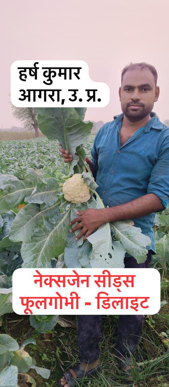 A farmer in Agra, UP, holding a fresh Nexgen Seeds Delight cauliflower in a lush vegetable field.