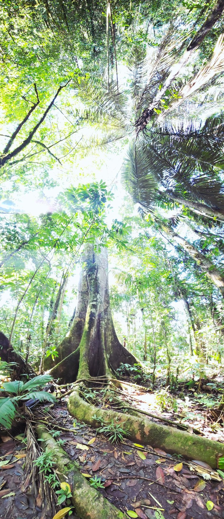 Oje Tree of the Amazon