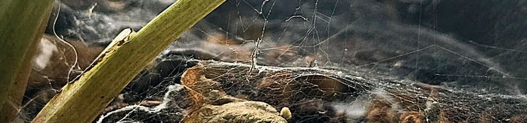 Spider mite webs visible in the base of a plant pot