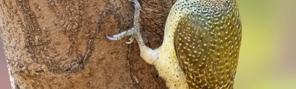 Goudstaartspecht met een rode kruin en gespikkeld verenkleed, verticaal zittend tegen een boomstam.